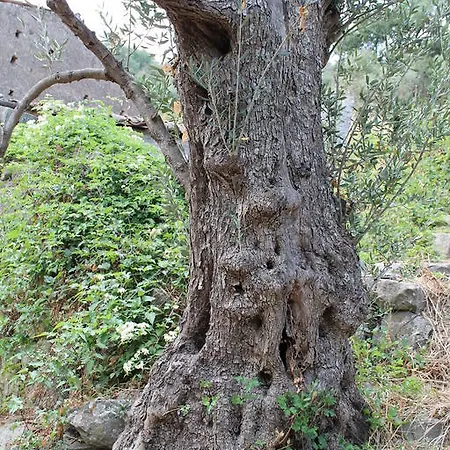 Maison d'hôtes Le Dimore Motta Camastra